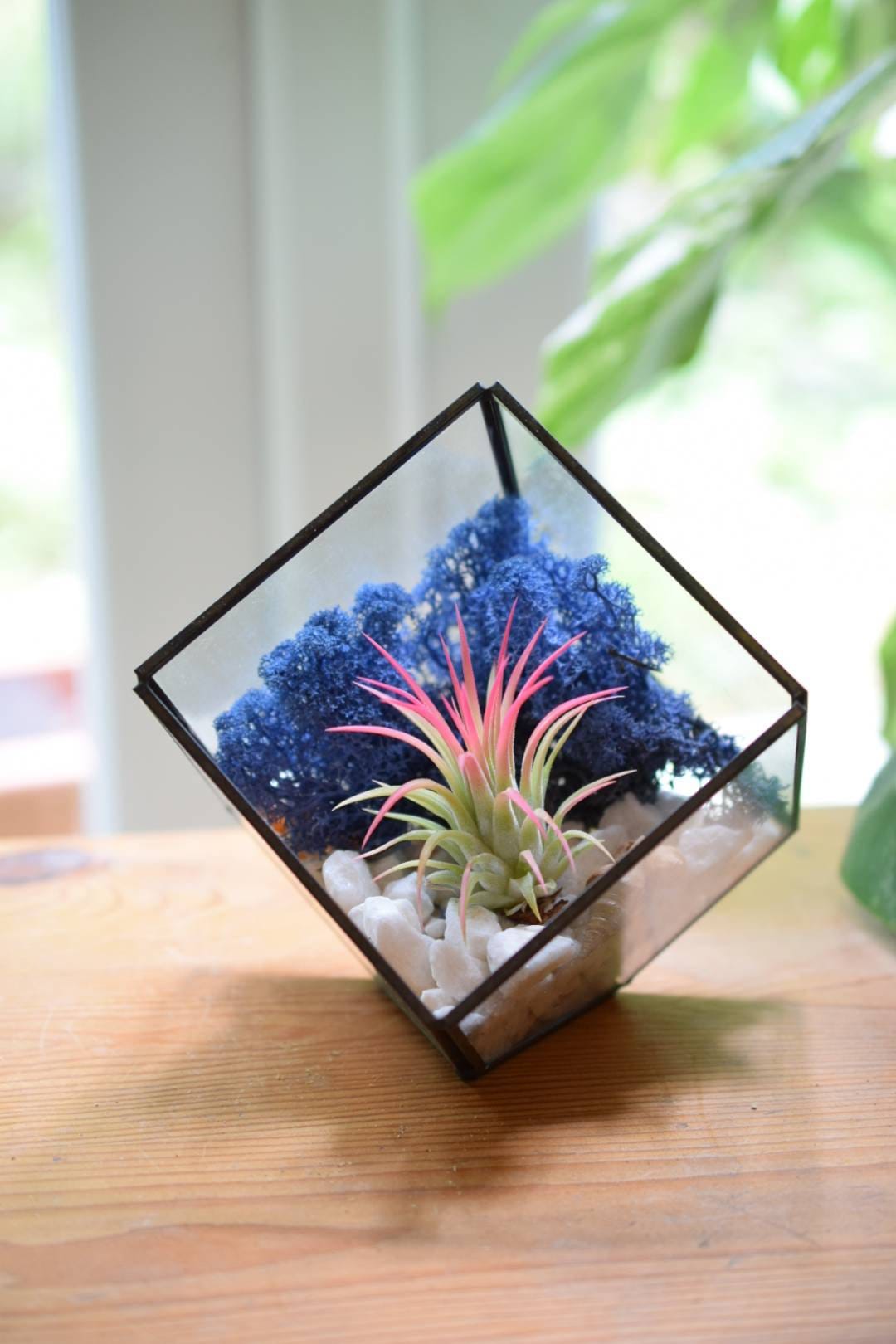 Cube Succulent Terrarium Kit