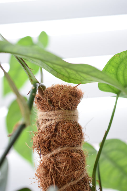 Moss Pole Guide: Exploring the Plant-Boosting Benefits of Coconut Coir Moss Poles