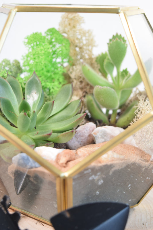 How to Care for Your Succulent Terrarium: Nurturing Nature - A Comprehensive Guide