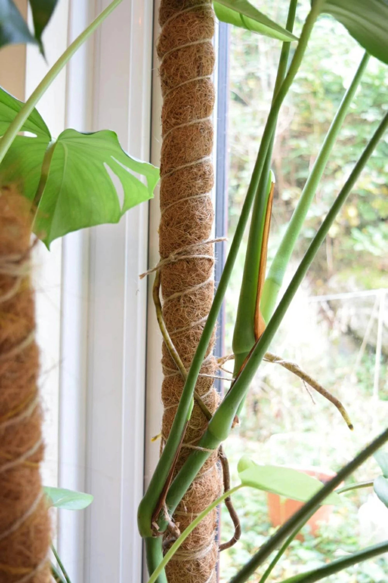 Coco Coir Pole - Extendable Moss Pole