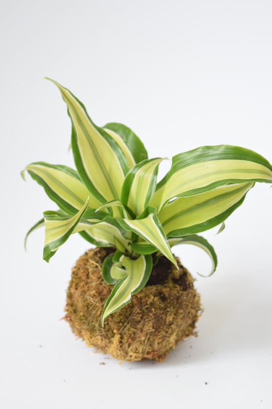 Kokedama Houseplant Kit with Plant | Home & Garden | Plant Gift | Houseplant | Low Maintenance Plant | Moss | Terrarium Plants
