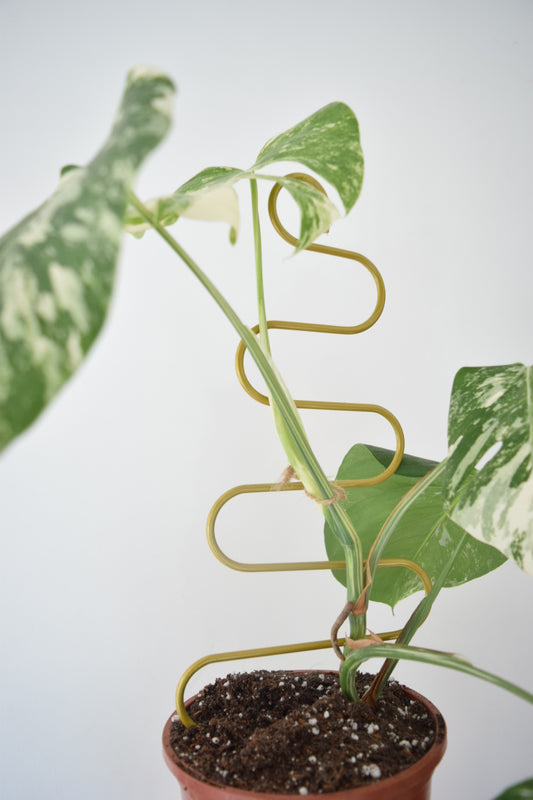 Metal Plant Support for Monstera Devils Ivy Pothos Philodendron - Mini Plant Pole - Indoor Plant - Climbing Plant Pole - Plant Gift Decor