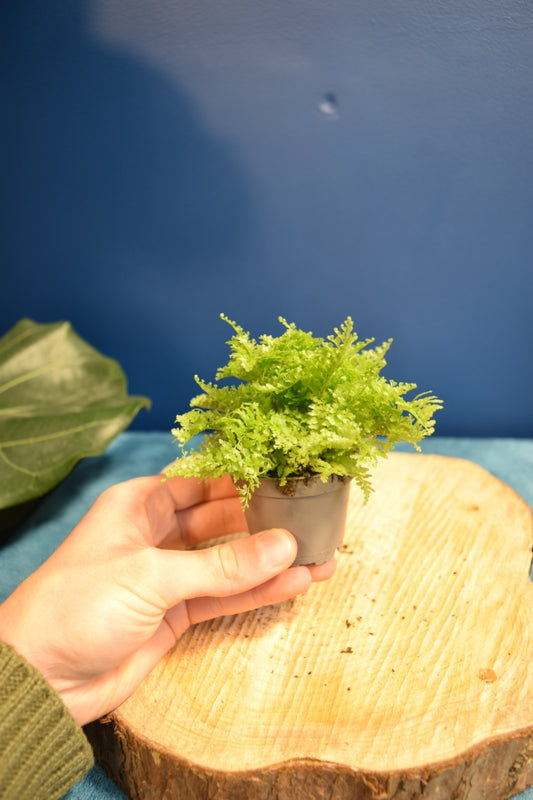 Baby Nephrolepis Exaltata 'Smithii' Cotton Candy Fern - Cute Baby Plant | Unique Desk Decor | Plant Gift