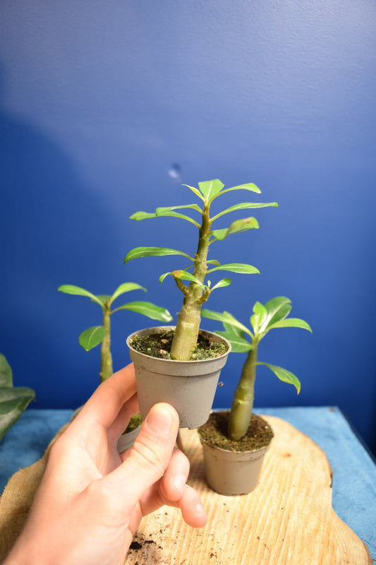 Bonsai Desert Beauty: Baby Adenium obesum - Your Blossoming Oasis Awaits! Cute Baby Plant | Unique Desk Decor | Plant Lover Gift
