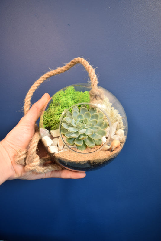 Glass Globe Terrarium with Plant Succulent or Cactus UK Plant Gift