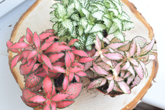 Fittonias - Terrarium Plants in 5-6cm pots - Plant Gift - Moss Terranium - DIY terrarium kit