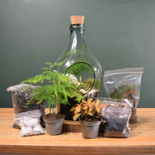 Terrarium Kit with Plants - Plant Gift - Moss Terranium - Birthday gift - Desk Terrarium - Glass Terrarium Biodome - DIY terrarium kit