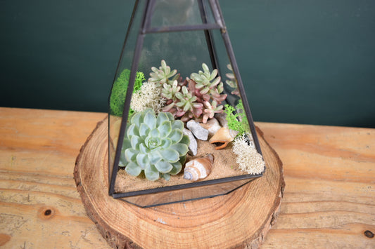 Geometric Terrarium with Plant Succulent or Cactus - Plant Gift
