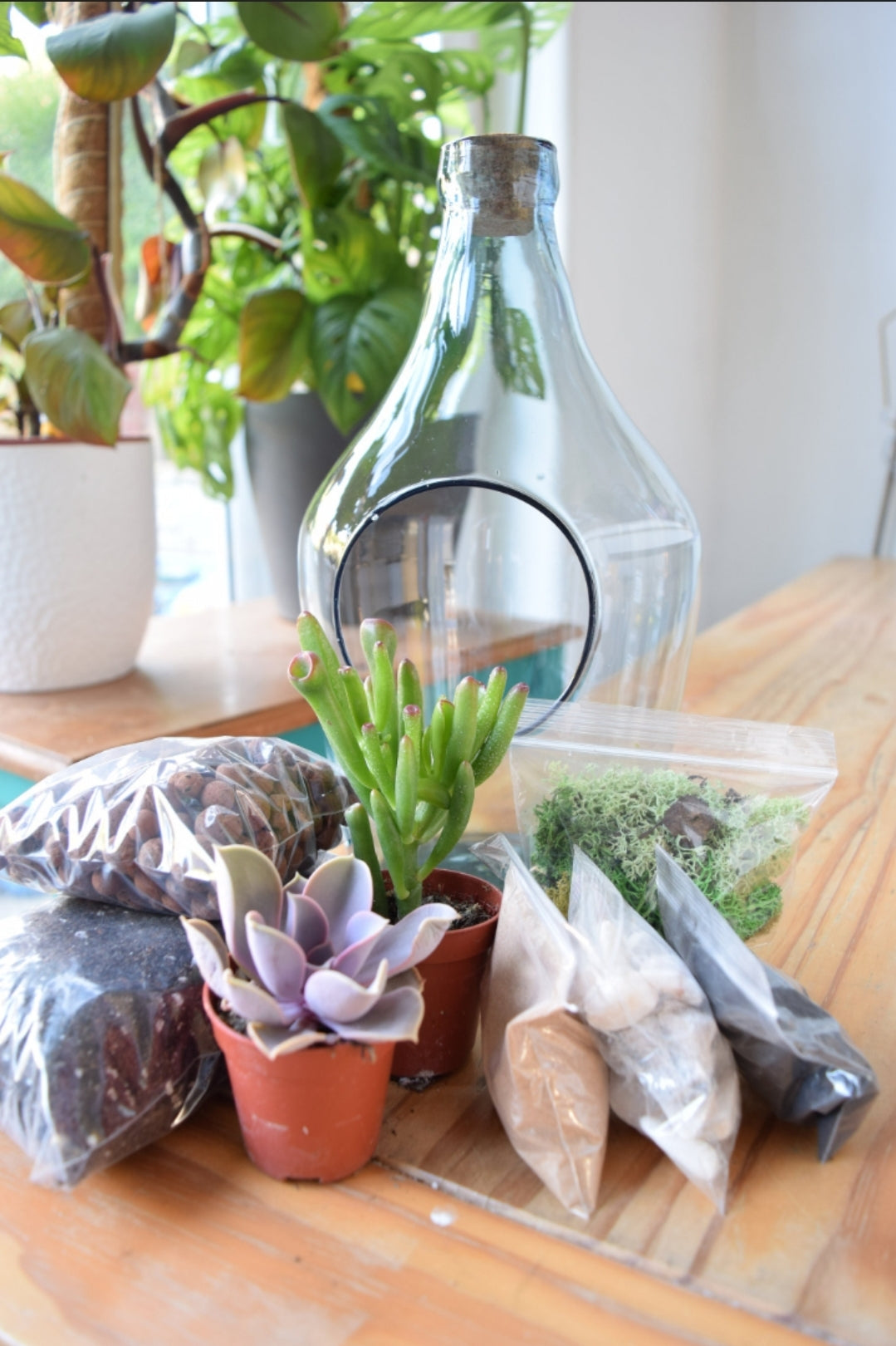 Terrarium Kit - Open Terrarium -  Succulent or Cactus | Plant Gift