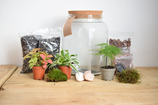 Terrarium Kit with plants