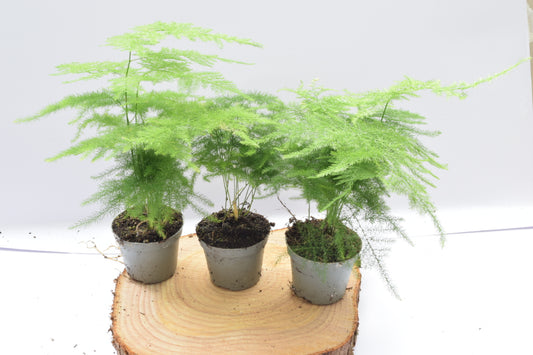 Asparagus Ferns in 6cm pot - Terrarium Plants