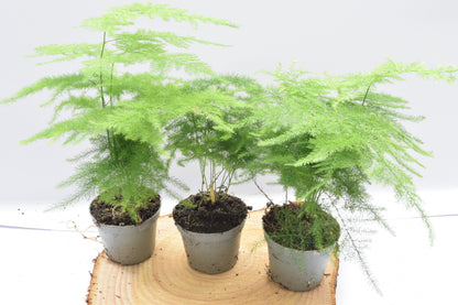 DIY Terrarium Kit with 3 Plants Plant Lover Gift Closed Terrarium