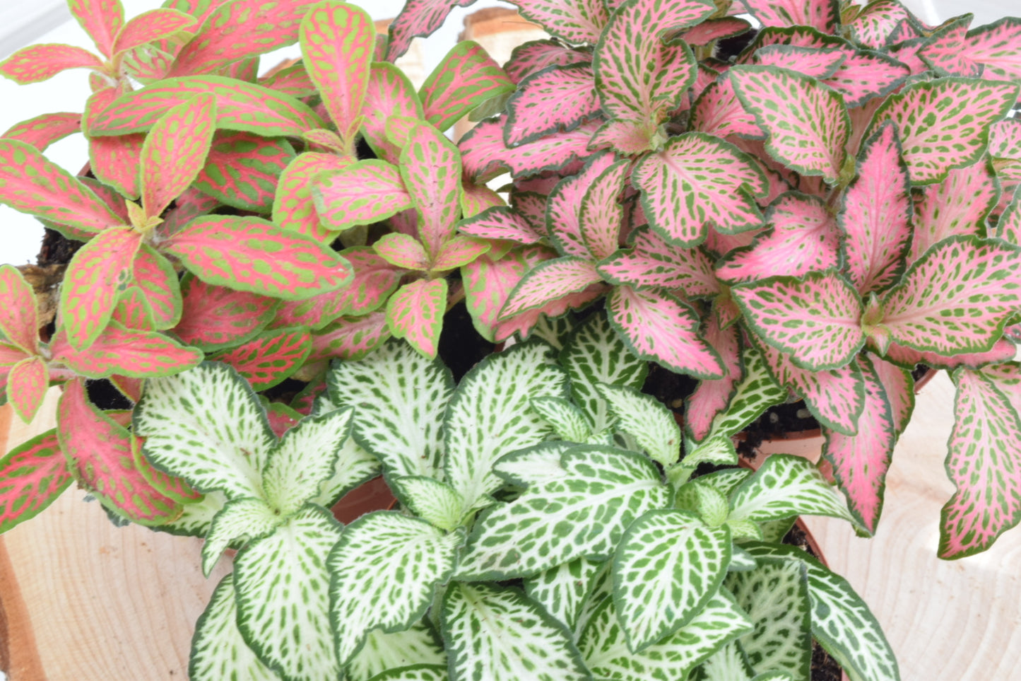 DIY Terrarium Kit with 3 Plants Plant Lover Gift Closed Terrarium