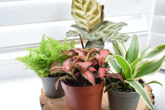 Terrarium Plants in 5-6cm pots - Plant Gift - Fittonia, Calathea - Baby Plants