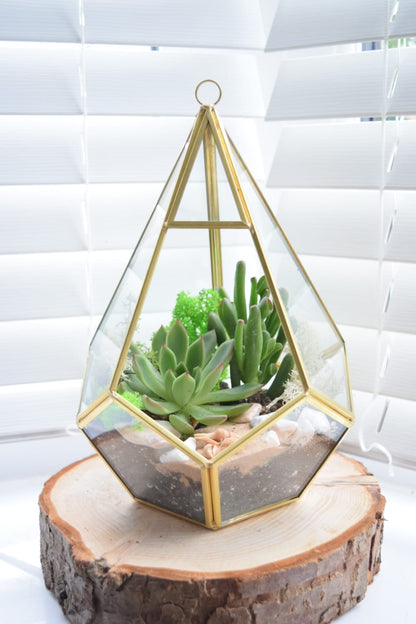 Geometric Terrarium Kit with Succulent or Cactus UK Plant Gift
