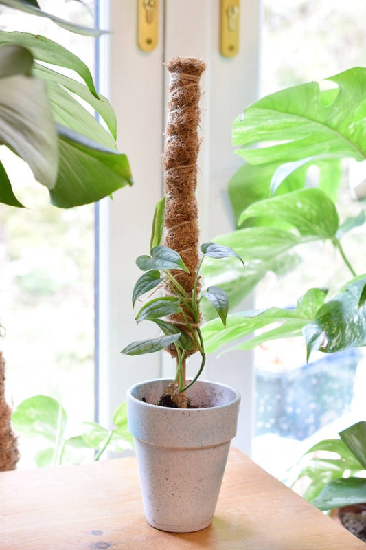 Moss Pole 50cm - Bamboo Coir Pole - Plant Support for Monstera - Mini Plant Pole