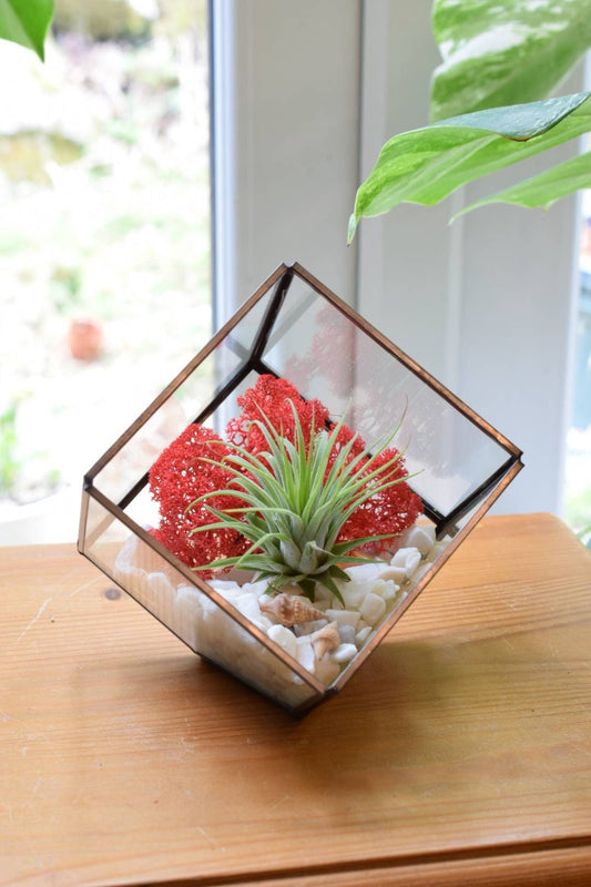 Air Plant DIY Terrarium Kit - Cube Glass Terrarium Kit