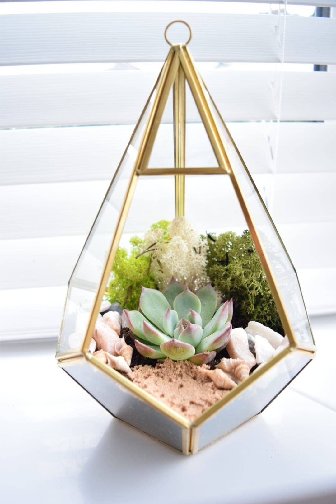 Geometric Terrarium Kit with Succulent or Cactus UK Plant Gift