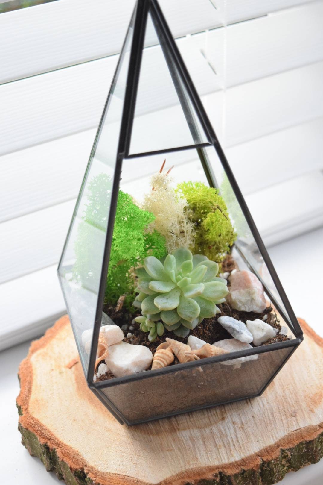 Geometric Terrarium with Plant Succulent or Cactus - Plant Gift